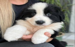 Bernese Mountain Dog dogs for sale: Stunning Chunky Bordernese Puppies - Image 29