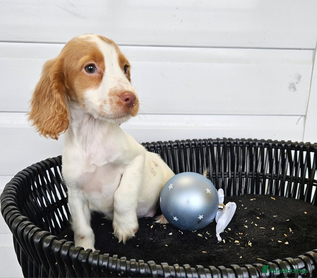 Cocker Spaniel dogs for sale: Working type rare marking cocker spaniels - Advert 8
