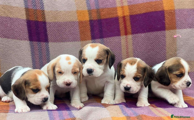 Beagle dogs - Advert 1