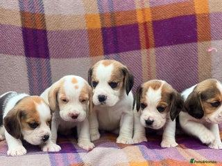Beagle dogs - Advert 3