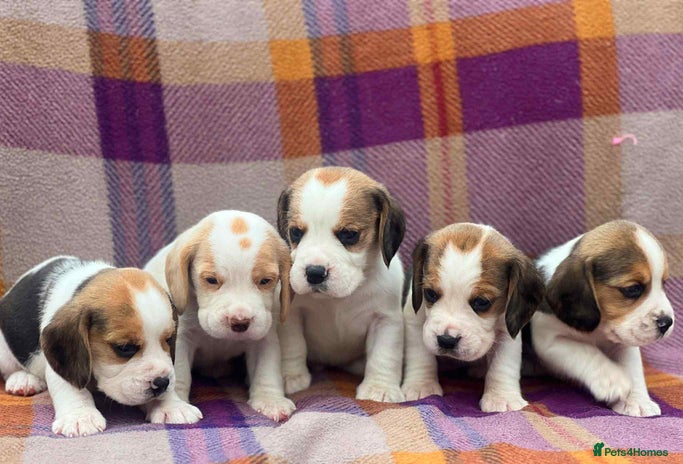 Beagle dogs - Advert 3