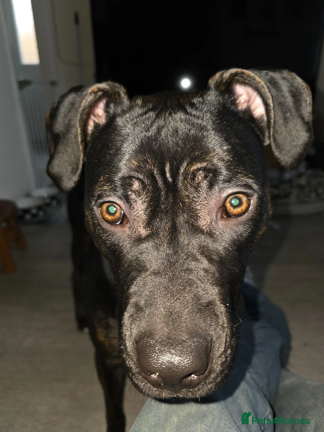 Mixed Breed dogs for sale: Hazel - Advert 2