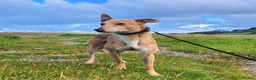 Greyhound dogs for sale: Woody | Greyhound  **  in Aberystwyth - Advert 2