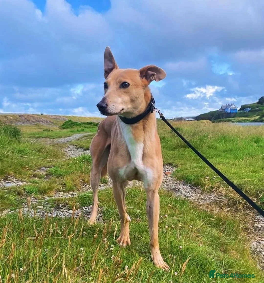 Greyhound dogs for sale: Woody | Greyhound  **  in Aberystwyth - Advert 2