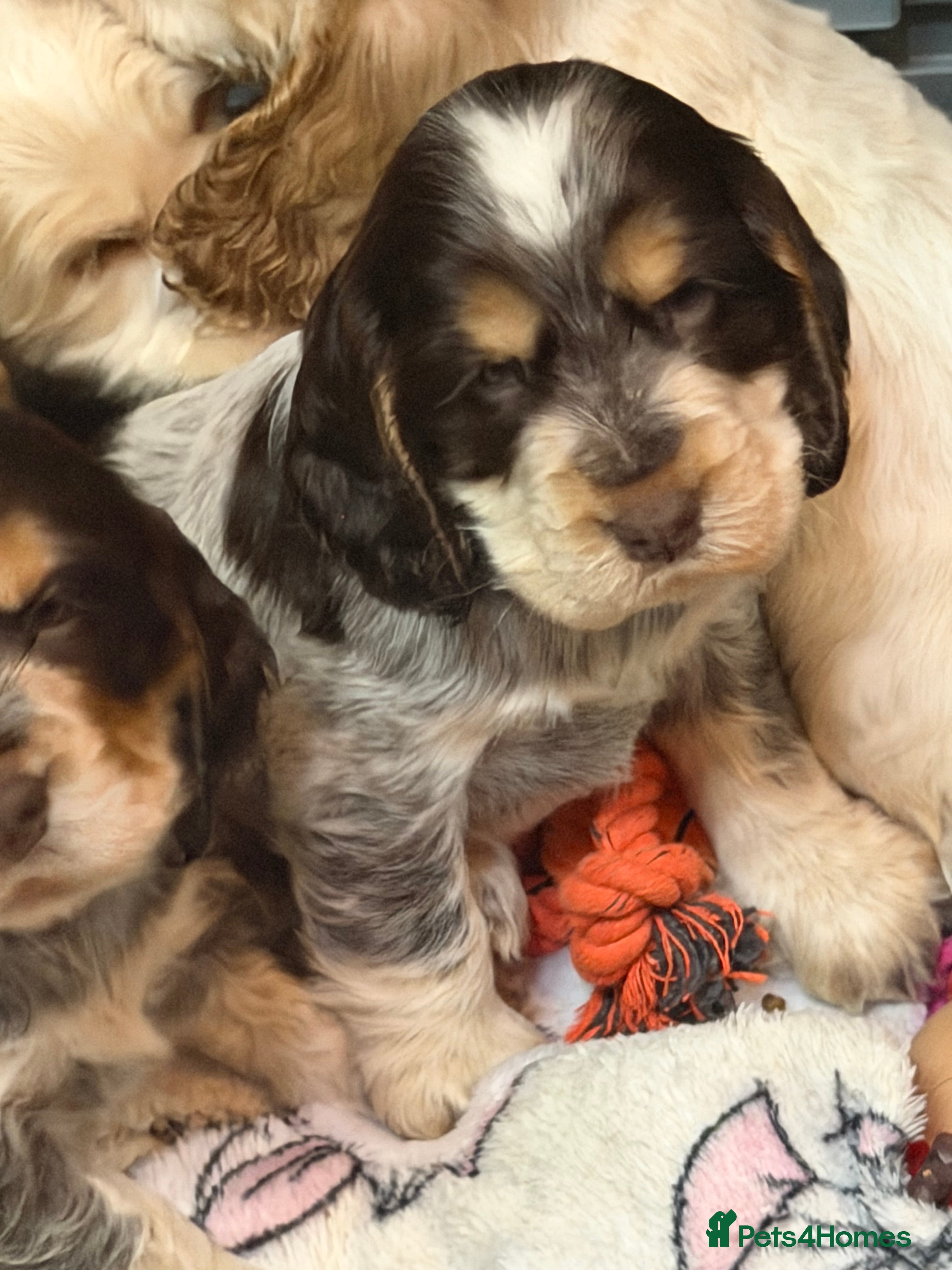 Cocker Spaniel dogs Show cocker spaniel pups  - Advert 3