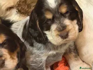Cocker Spaniel dogs Show cocker spaniel pups - Advert 3