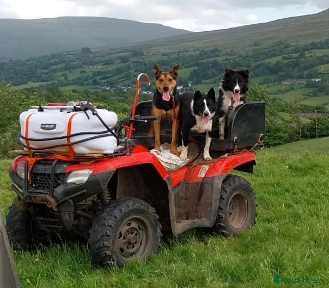 Border Collie dogs for sale: Roy – 18-Month-Old Working Border Collie in Sedbergh - Advert 2
