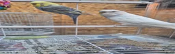 Budgerigars birds for sale: Budgies in Manchester - Advert 4