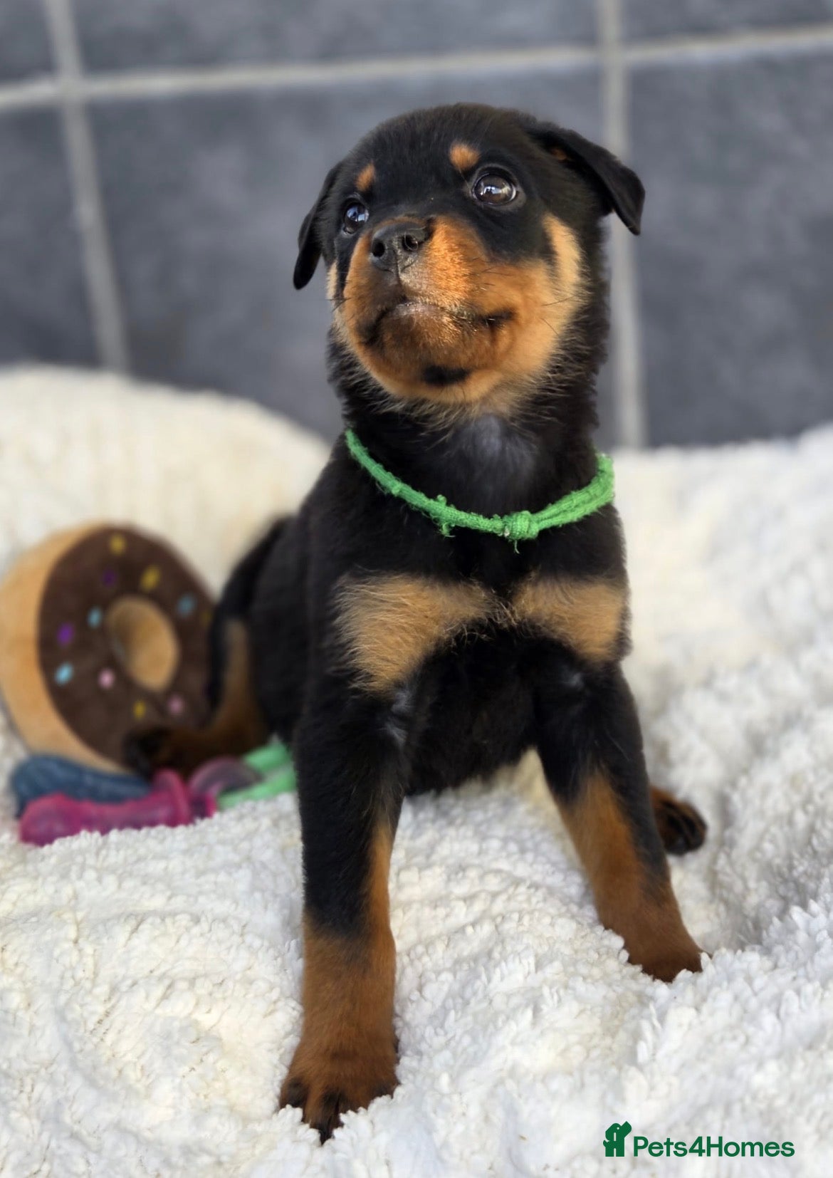 Rottweiler dogs Stunning Rottweiler pups - Advert 4