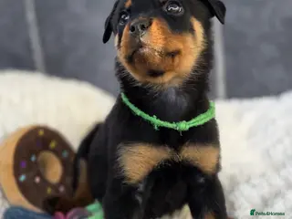 Rottweiler dogs Stunning Rottweiler pups - Advert 4
