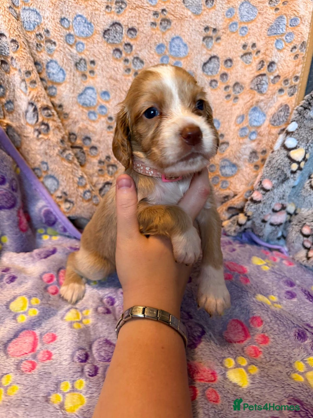 Cocker Spaniel dogs for sale: COCKER SPANIEL LITTER OF 9 IN SCARBOROUGH  - Image 36