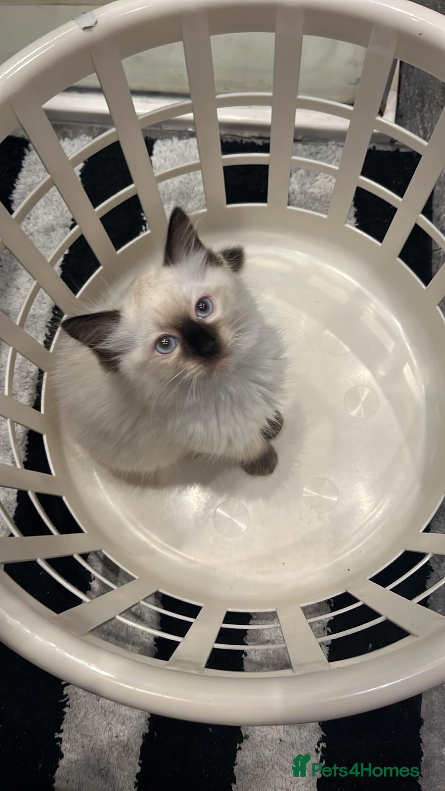 Ragdoll cats Beautiful seal point ragdoll - Advert 11