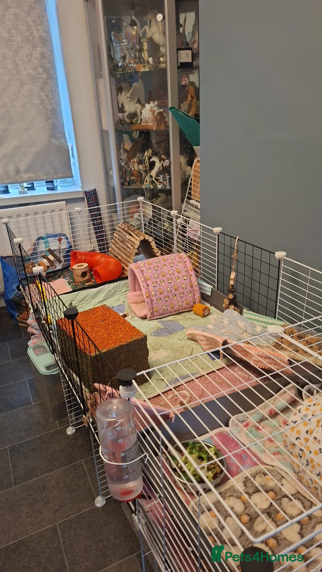 Guinea Pig rodents for sale: 3 females and complete set up in Barrow-in-Furness - Advert 4