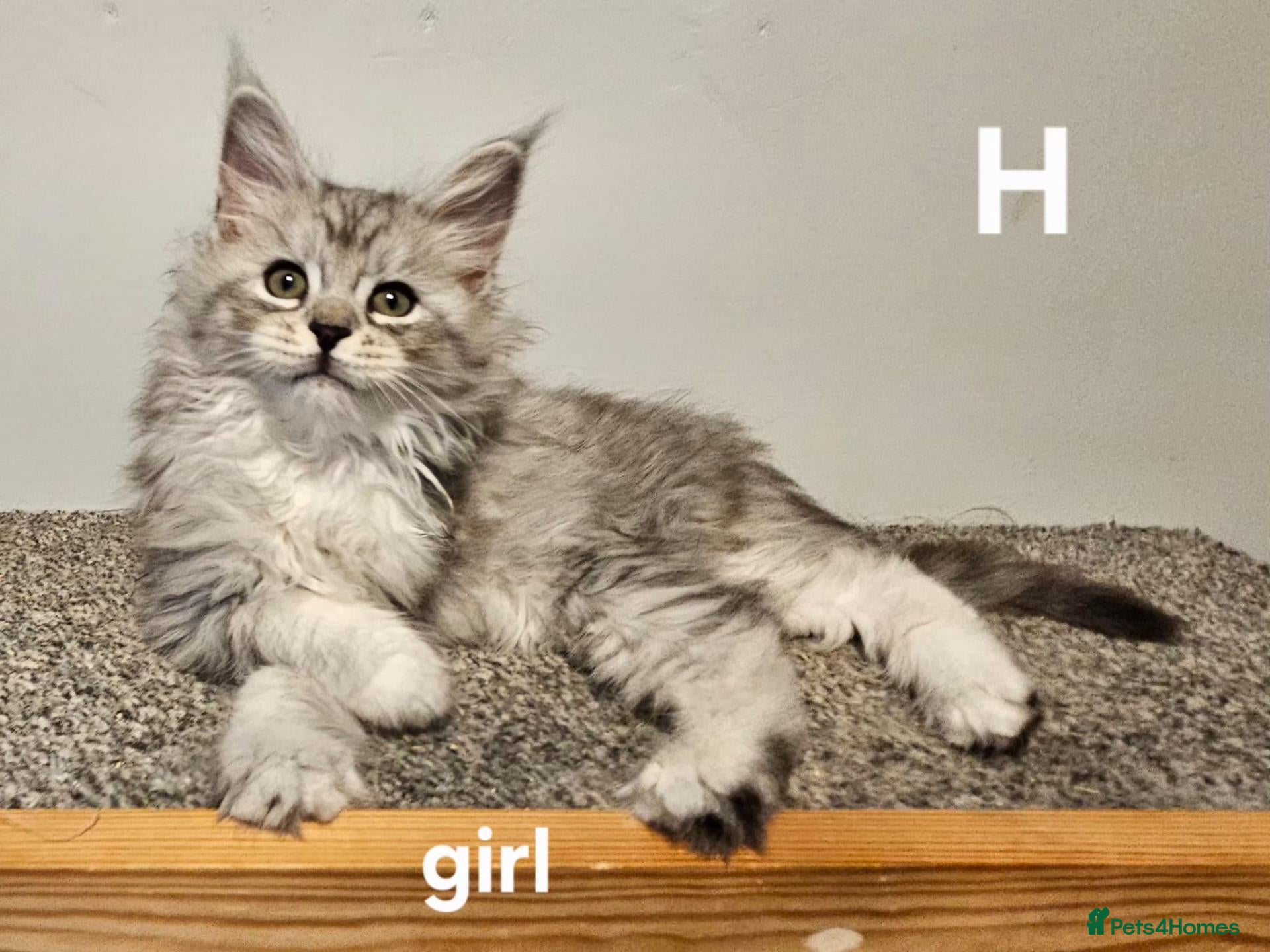Maine Coon cats Large Maine Coon kittens regd European bloodline - Advert 1