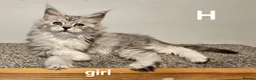 Maine Coon cats for sale: Large Maine Coon kittens regd European bloodline - Advert 8