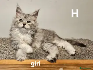 Maine Coon cats Large Maine Coon kittens regd European bloodline - Advert 1