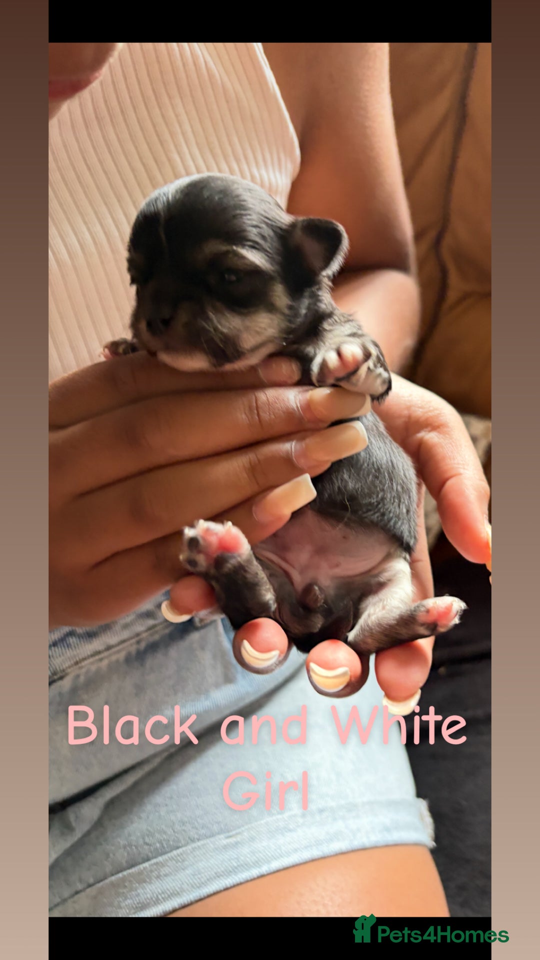Chihuahua dogs for sale: KC Champion Lines Miniature Chihuahua Puppies - Image 20