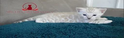 Bengal cats for sale: ✨️ glitter snow champion bengal kittens ✨️ - Advert 11