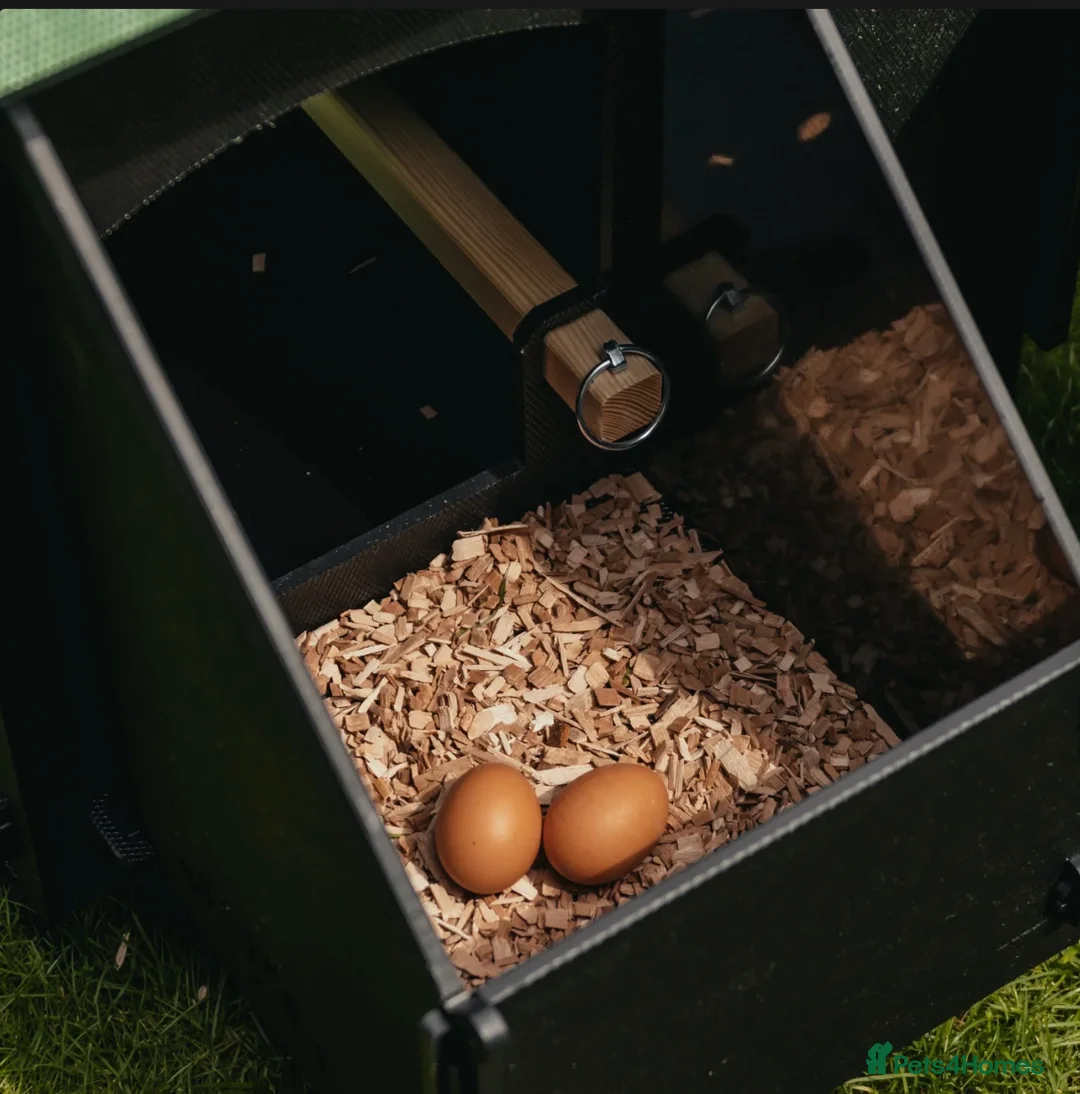 Mixed Breed poultry for sale: Chicken Coop Medium - Reycled - 8-12 hens - Advert 4