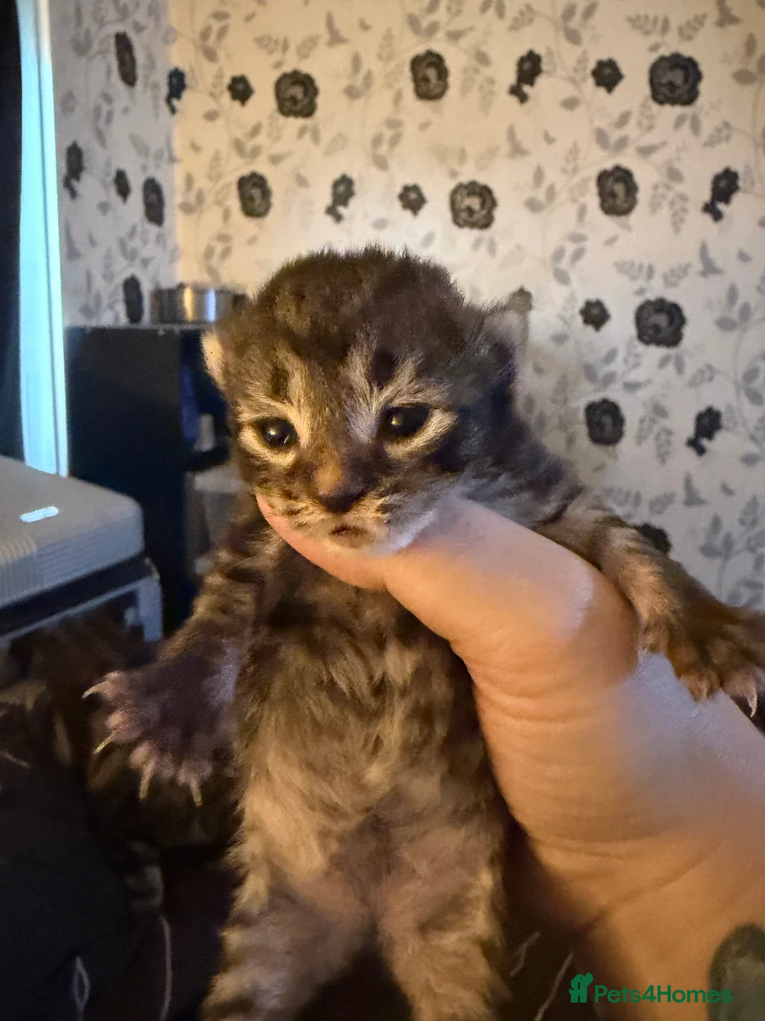 Bengal cats for sale: Bangle Ginger  - Advert 9