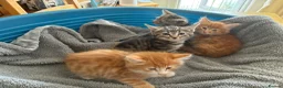 Mixed Breed cats for sale: 4 beautiful kittens ready now  - Advert 7