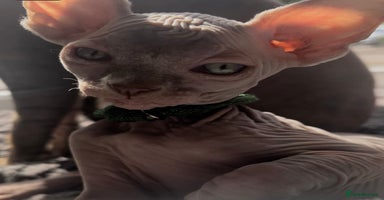 Sphynx cats - Advert 4