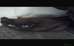 Domestic Shorthair cats for sale: Cute adorable kittens  - Image 3