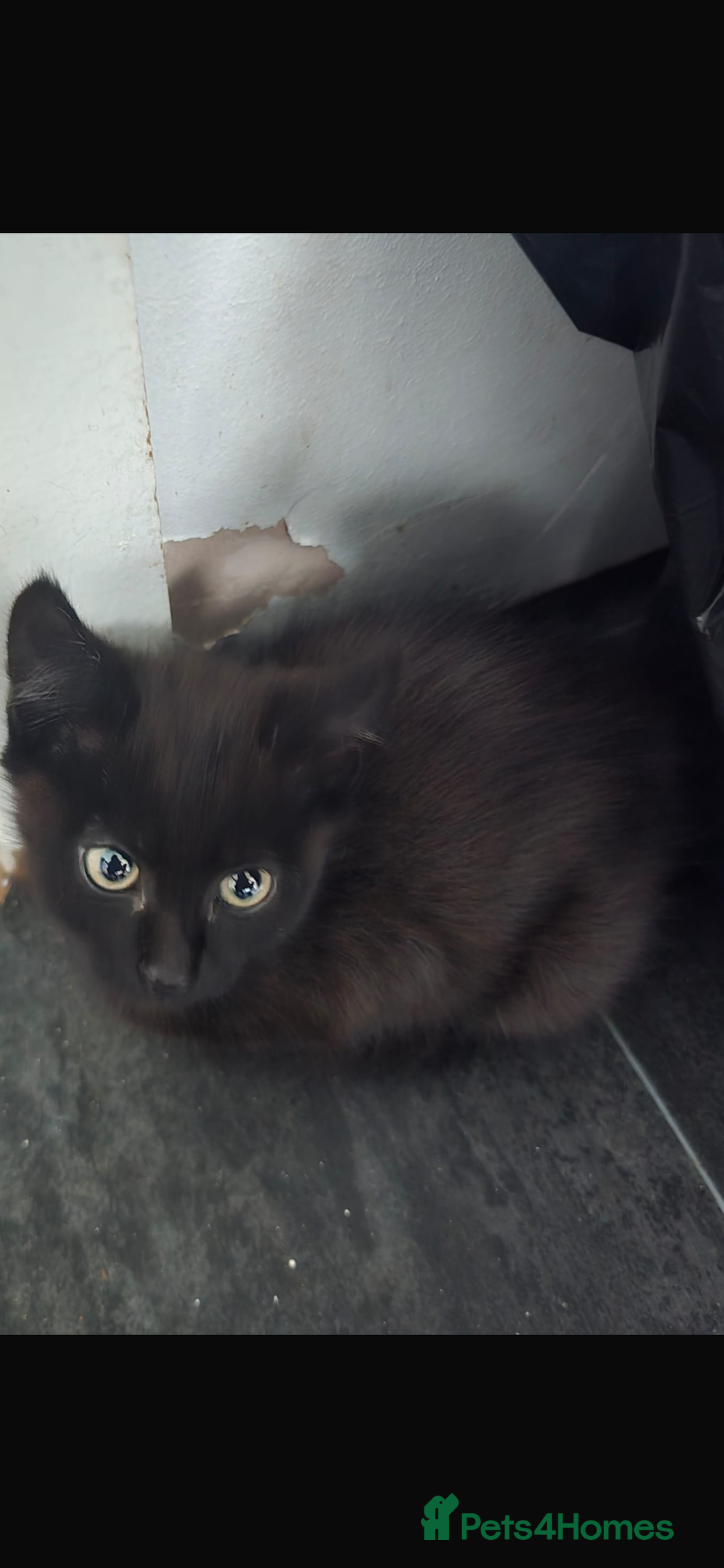 Domestic Shorthair cats for sale: Cute adorable kittens  - Image 3