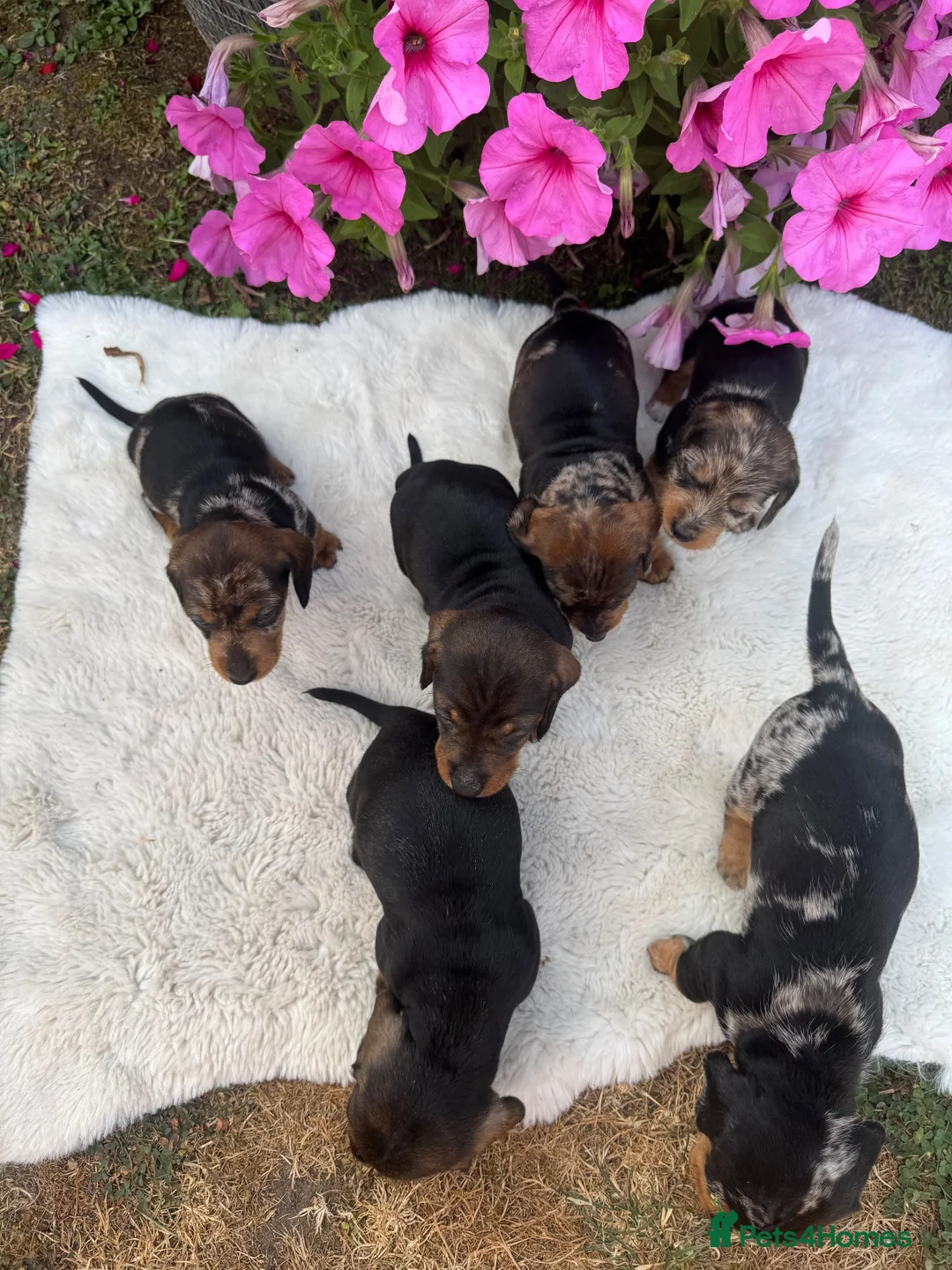 Dachshund dogs for sale: Standard wire haired dapple dachshund  in Worcester - Advert 29