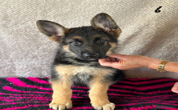 German Shepherd dogs - Advert 4