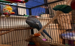 Ringnecks birds for sale: Blue Indian Ringneck - Bluey  - Image 1
