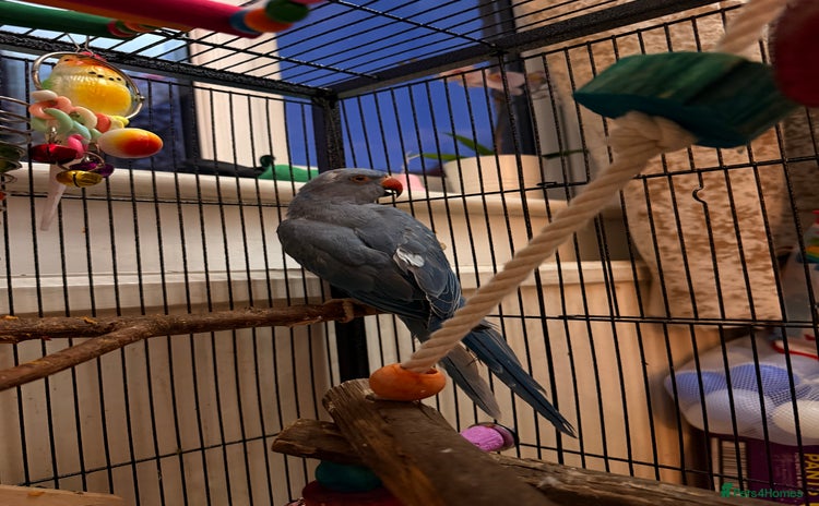 Ringnecks birds - Advert 2