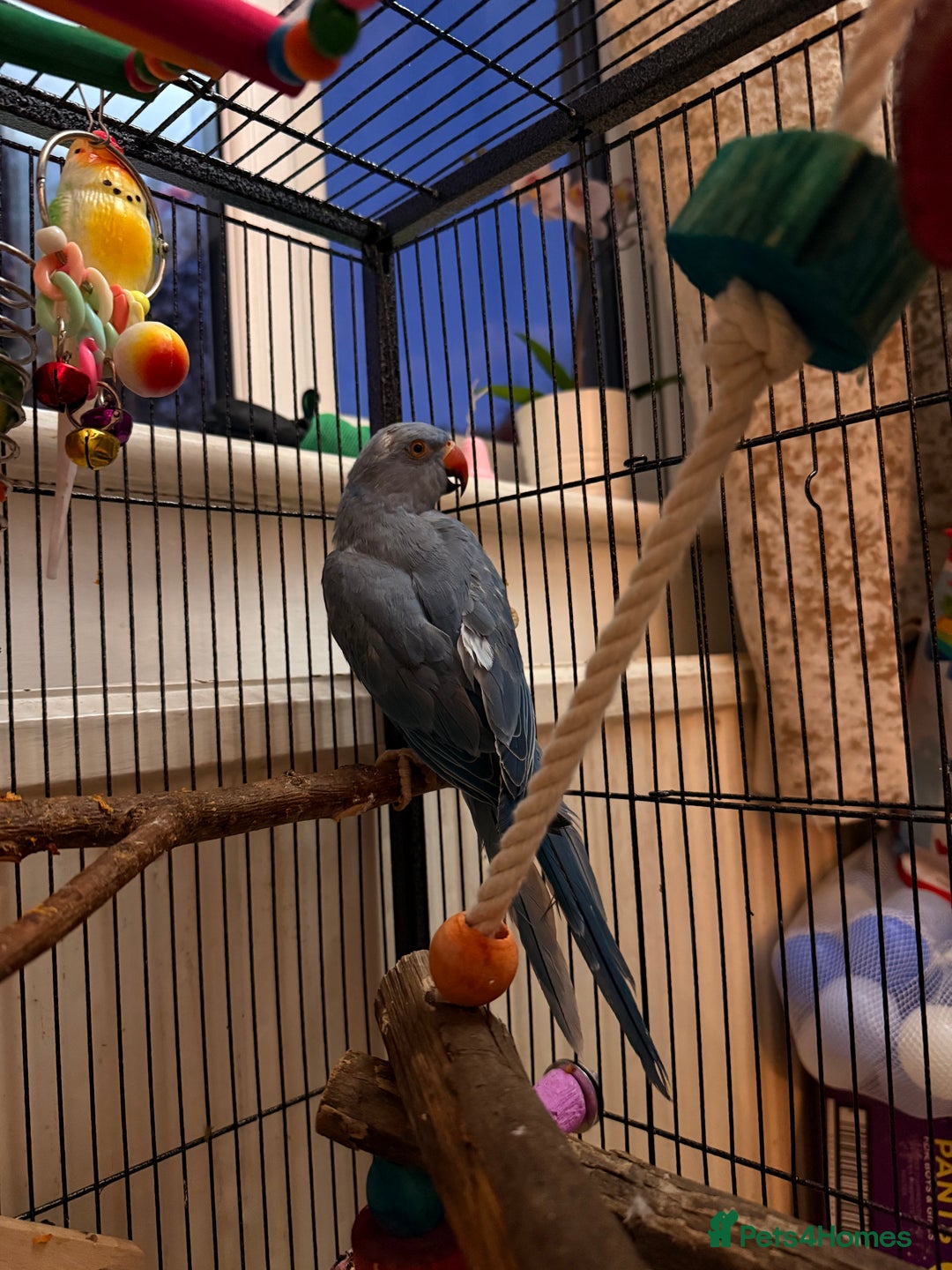 Ringnecks birds for sale: Blue Indian Ringneck - Bluey  - Image 1