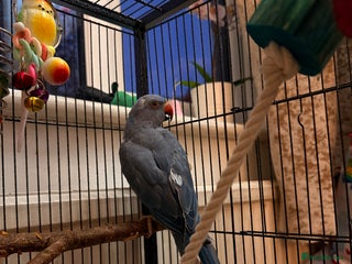 Ringnecks birds - Advert 27