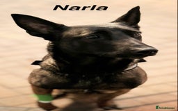 Belgian Shepherd Dog dogs for sale: Belgian malinois puppies from working dog lines  - Image 11