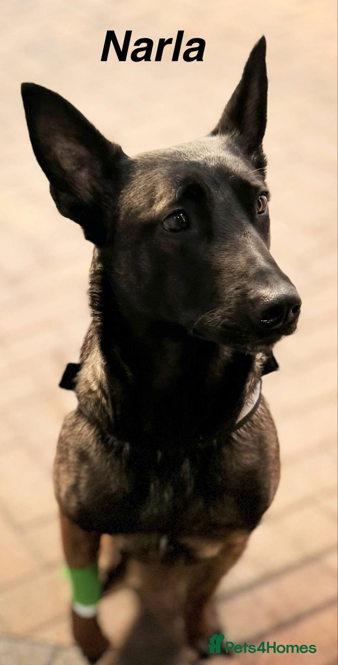 Belgian Shepherd Dog dogs for sale: Belgian malinois puppies from working dog lines  - Image 11