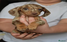 Dachshund dogs for sale: true miniature dachshund puppies ready now  - Image 2