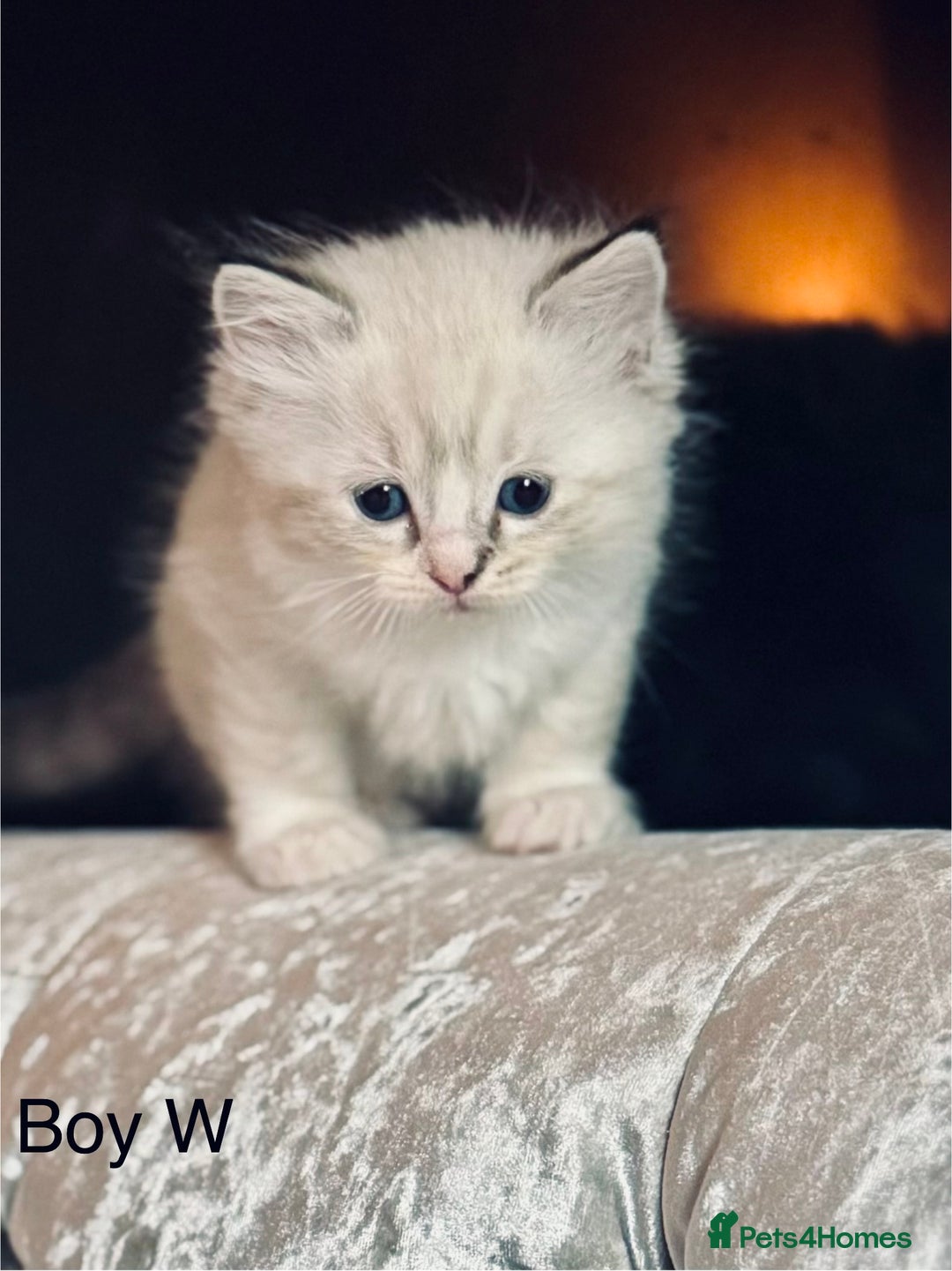 Ragdoll cats for sale: Classic & Mink Ragdoll Kittens - Advert 6