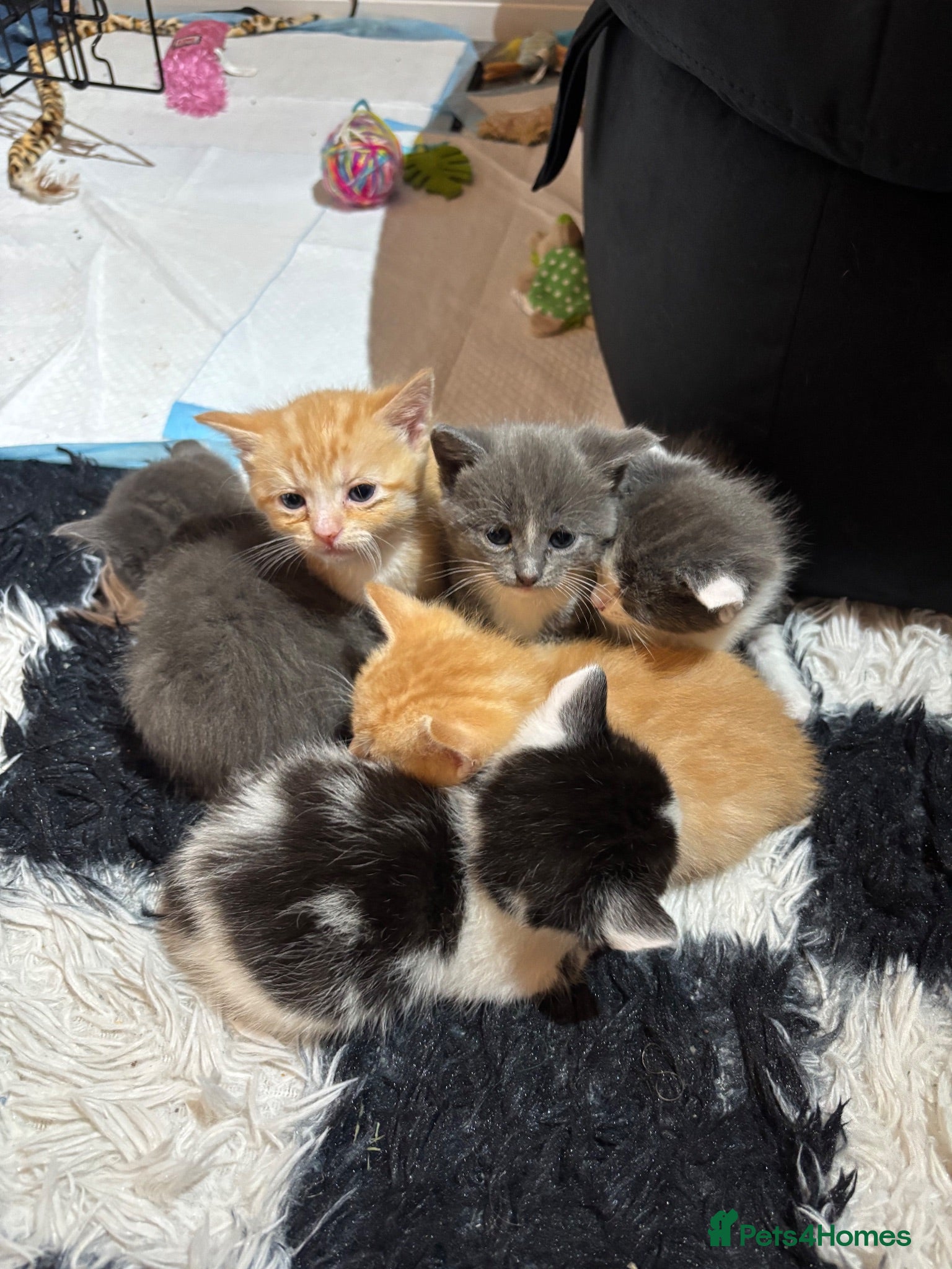 Mixed Breed cats 3 babies left! - Advert 5