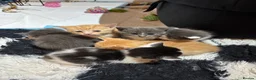 Mixed Breed cats for sale: 3 babies left! - Advert 1