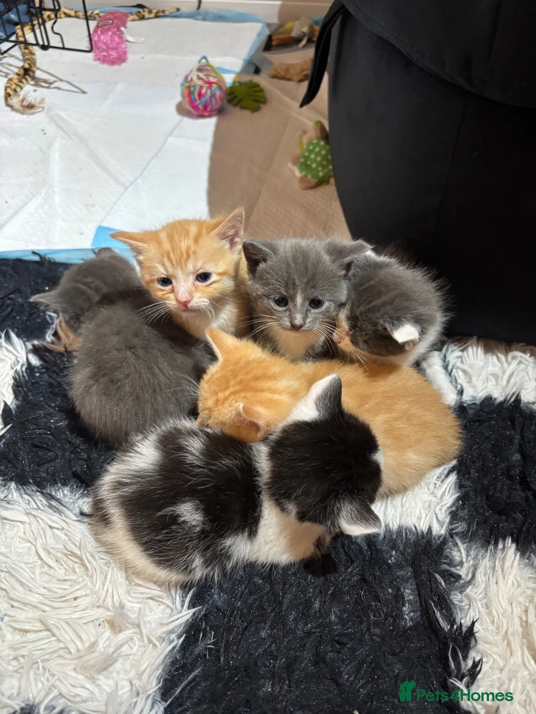 Mixed Breed cats for sale: 3 babies left! - Advert 1