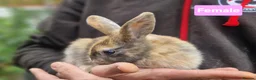 Mini Lion Lop rabbits for sale: Super Friendly Baby Lion Lops and Lop x Mini Rex   - Advert 9