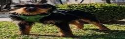 Mixed Breed dogs for adoption: Grace - Kill shelter surviver - Advert 4