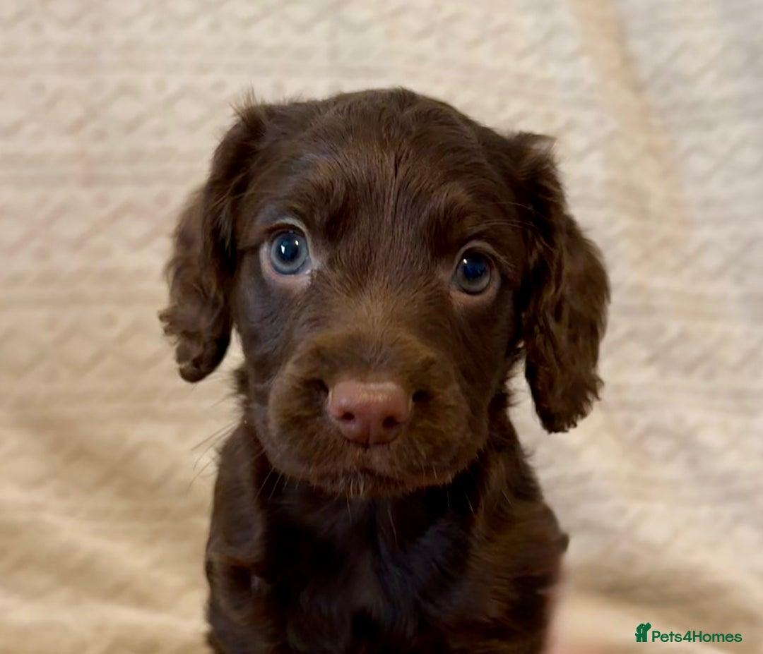 Cocker Spaniel dogs for sale: Last red girl left ready to leave now - Advert 16