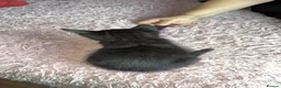 Mixed Breed cats for sale: 2 boy kittens in Clevedon - Advert 4