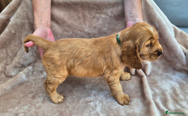 Cocker Spaniel dogs - Advert 4