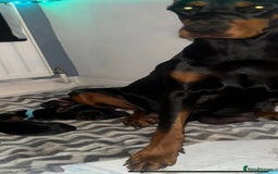 Dobermann dogs for sale: Puppy dobermans  - Image 9