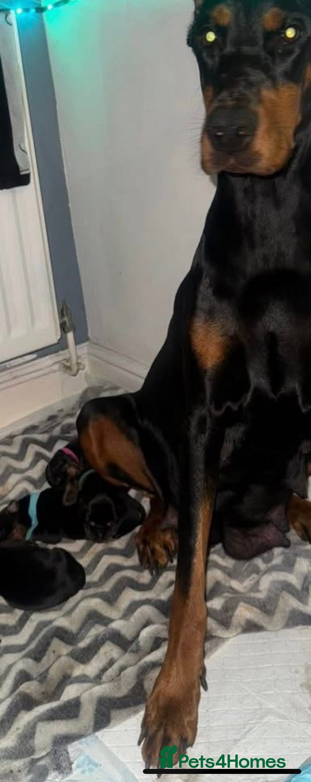 Dobermann dogs for sale: Puppy dobermans  - Image 9