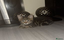 Norwegian Forest Cat cats for sale: Last fur baby female  - Image 1