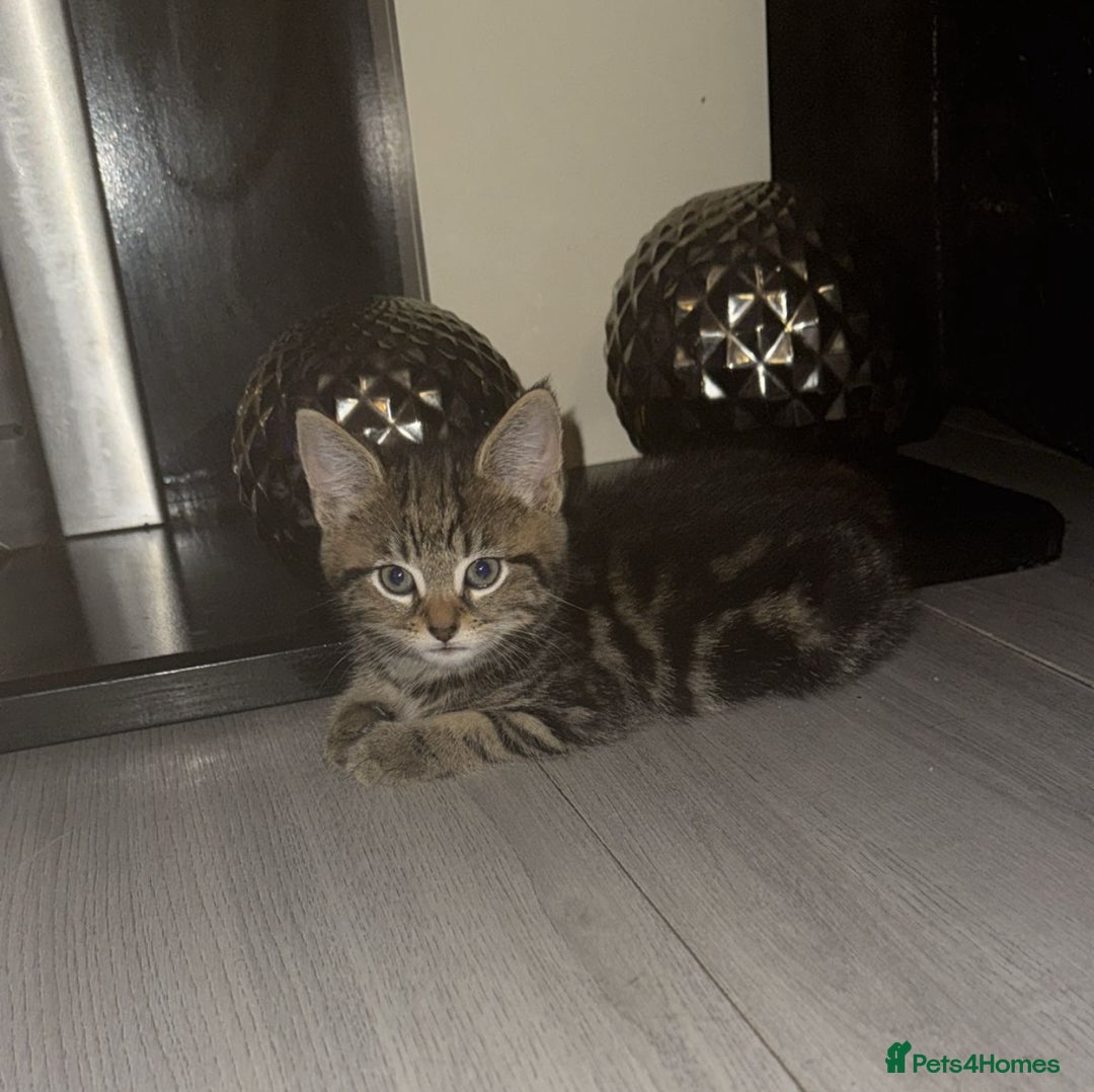 Norwegian Forest Cat cats for sale: Last fur baby female  - Image 1